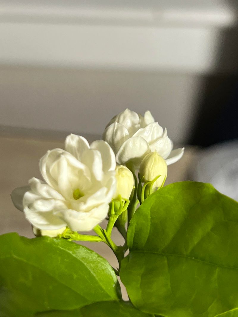 4. The Flowers Make Beautiful Tea