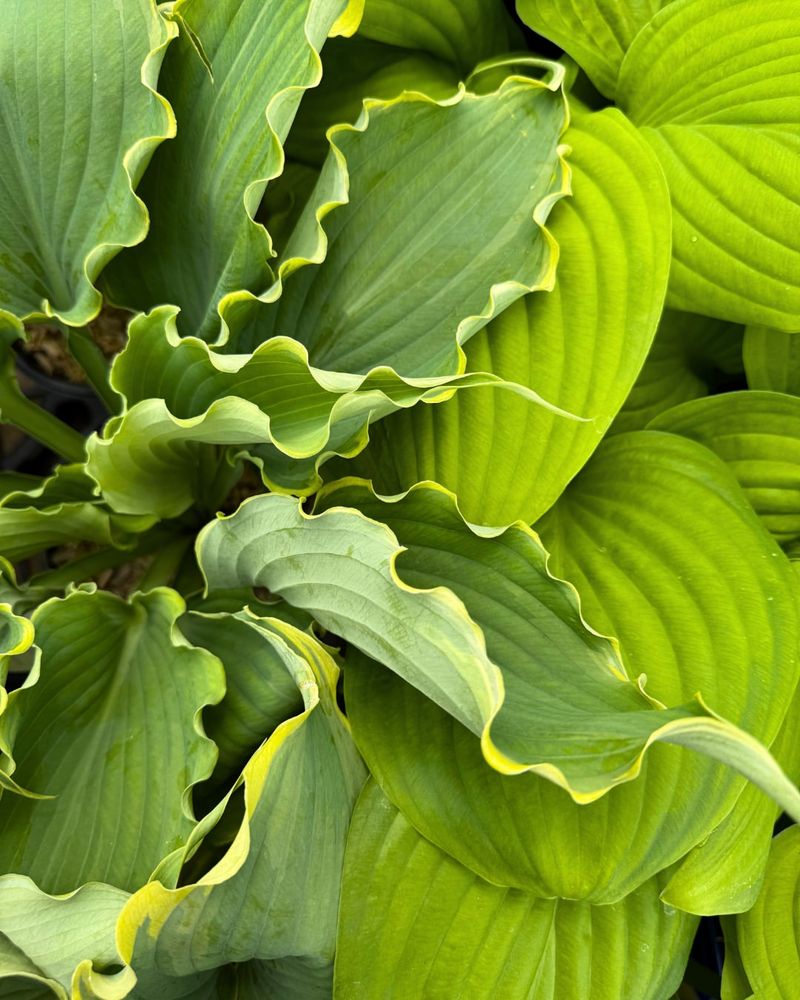 4. Hosta