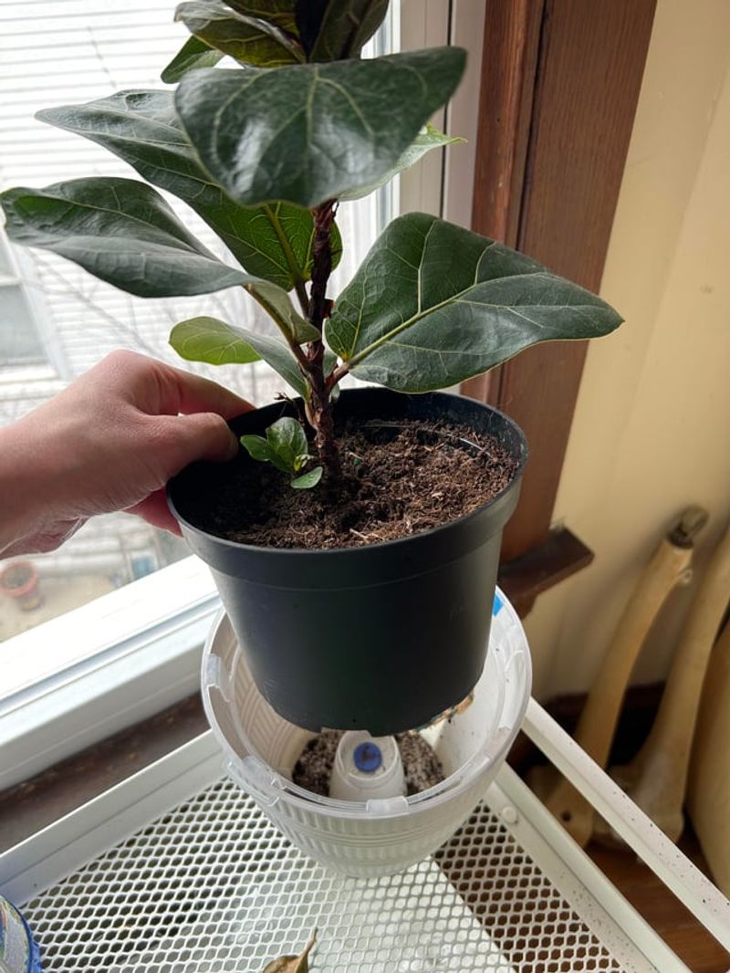 4. Choose The Right Pot Size