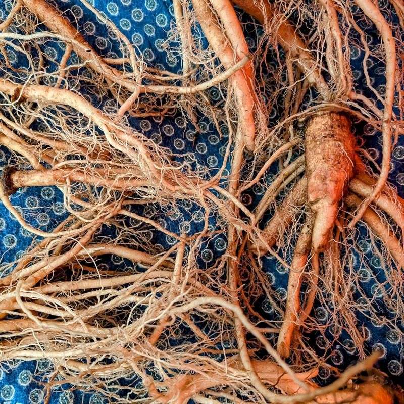 4. Supports Urinary Tract Function