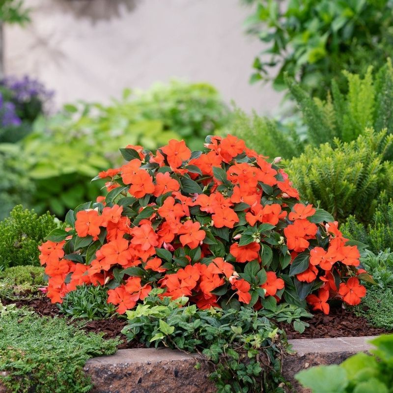 4. Impatiens