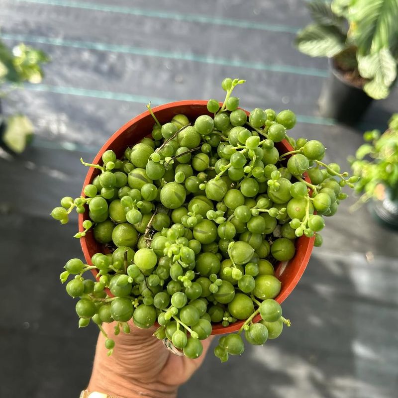 4. Watching New Growth Emerge Gives Me Something Positive To Focus On