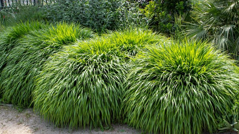 4. Japanese Forest Grass
