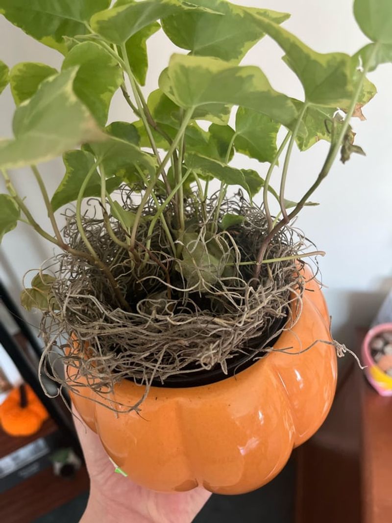 4. The Soil Dried Out Way Too Fast Every Single Day