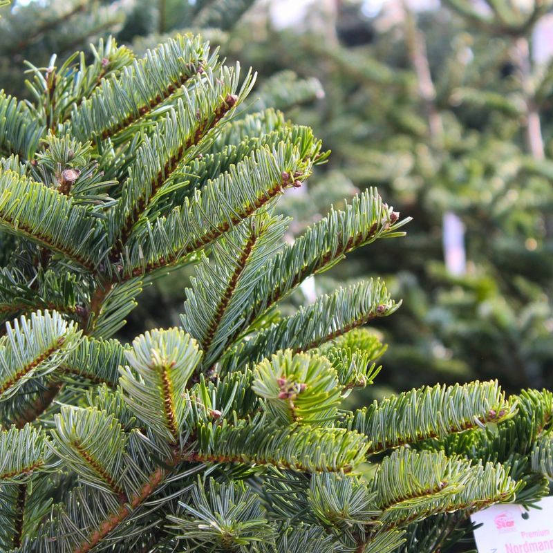 4. Christmas Tree Needles