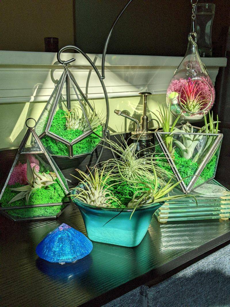 4. Air Plants