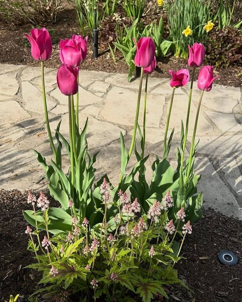 4. Deadheading Helps Tulips Save Energy For Next Year