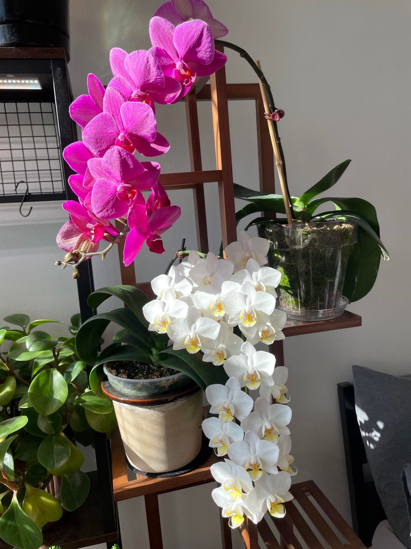 4. Your Orchid Is Currently Blooming