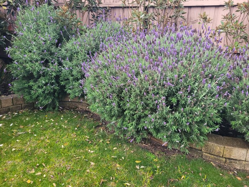 4. Do A Light Trim In Early Spring