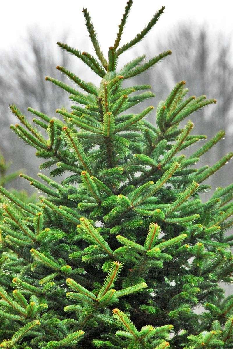 4. Branch Strength And Flexibility