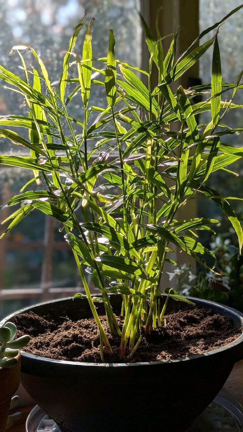 4. Choose Loose, Well-Draining Soil