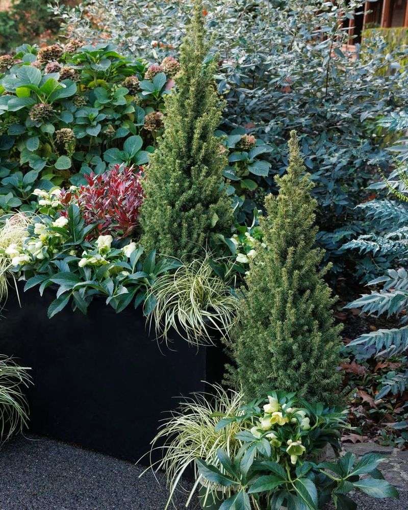 4. Evergreen Conifers