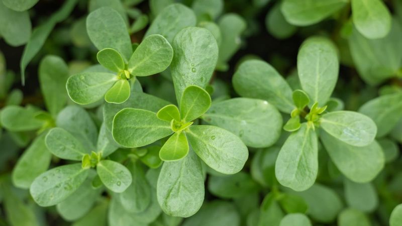 4. It Thrives In Hot, Dry Conditions