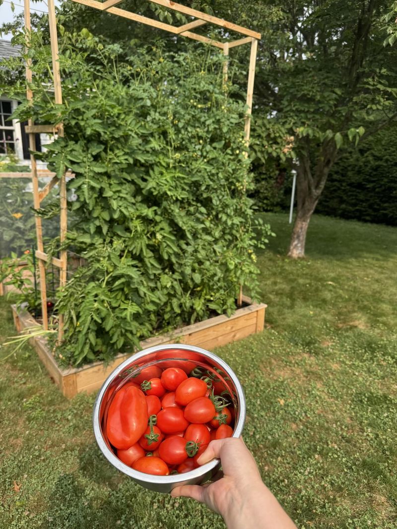 #5 Full Sunlight Makes Tomatoes Thrive