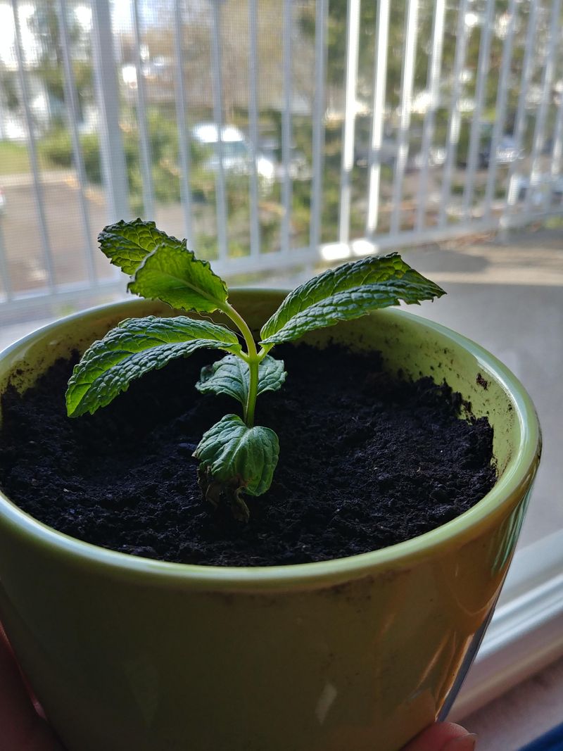 #5 Gently Plant Your Rooted Cuttings