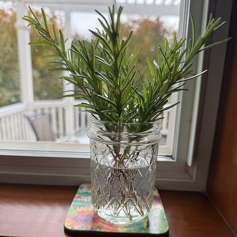 #5 Keep Your Herbs Going With Rosemary Cuttings