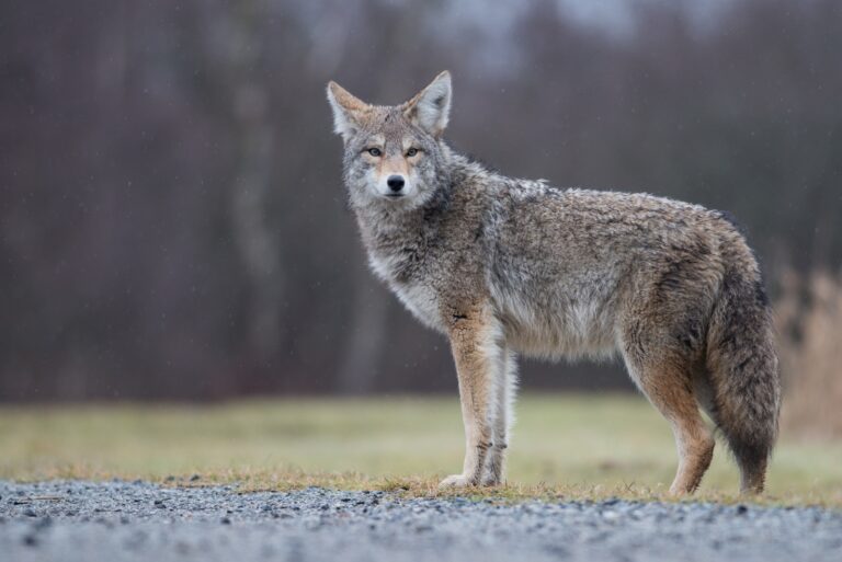 Coyote (featured image)