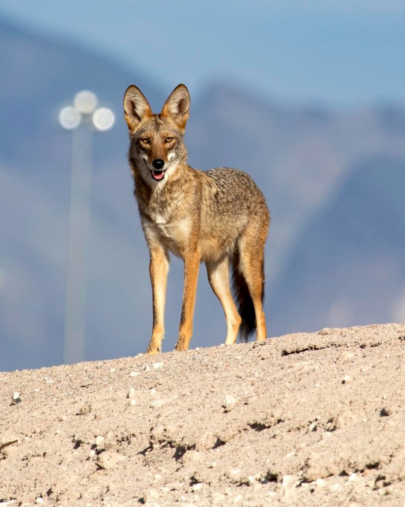 Make Yourself Look Big and Loud