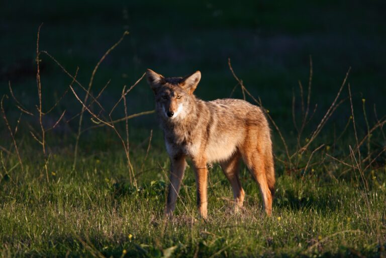 Coyote (featured image)