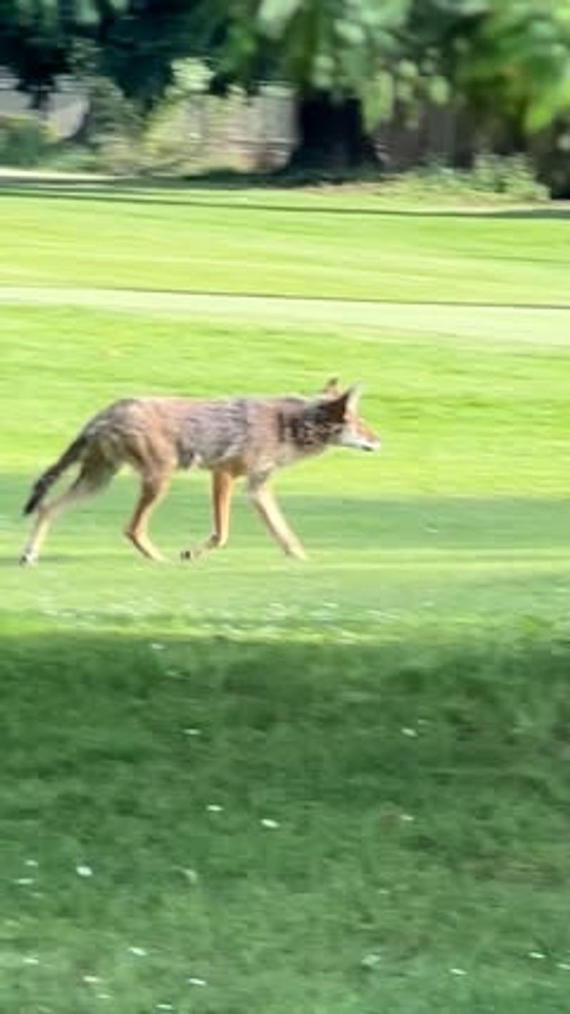 Make Yourself Look Big and Loud