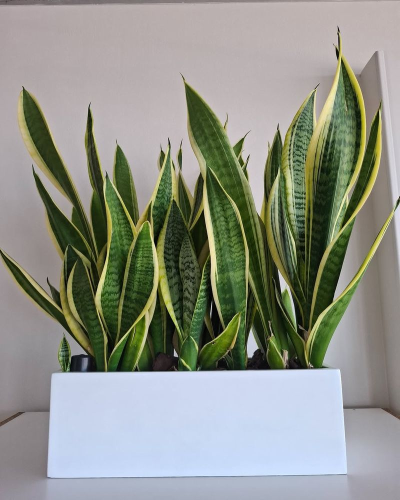 5. Snake Plant