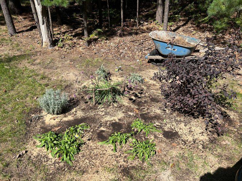 5. Soil Acidifier For Acid-Loving Plants