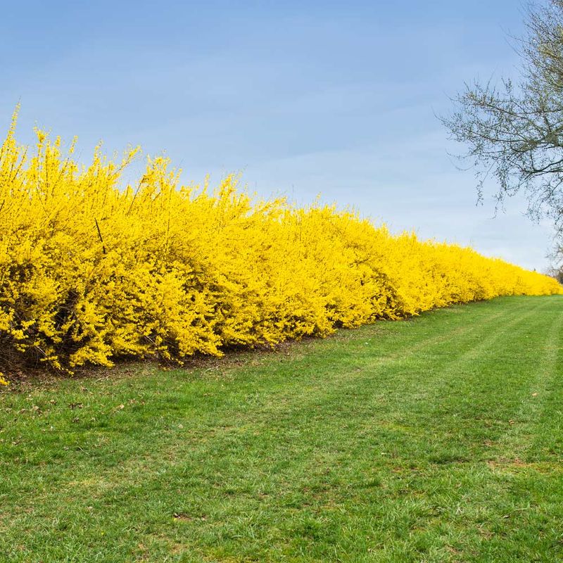 5. Forsythia
