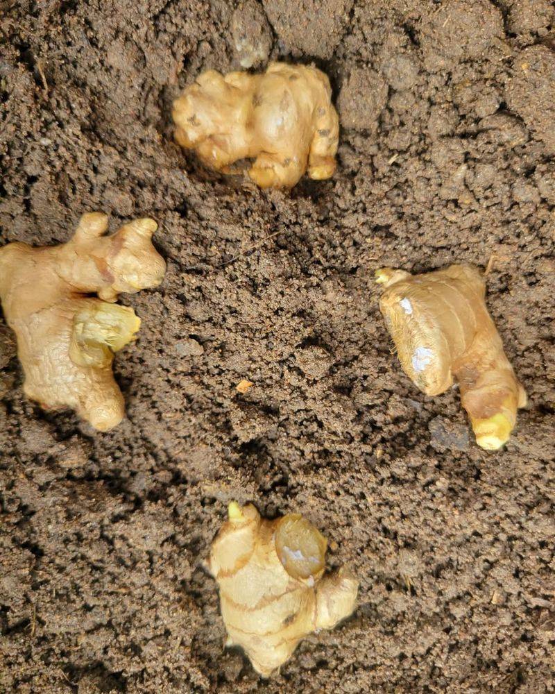 5. Plant With Buds Facing Up