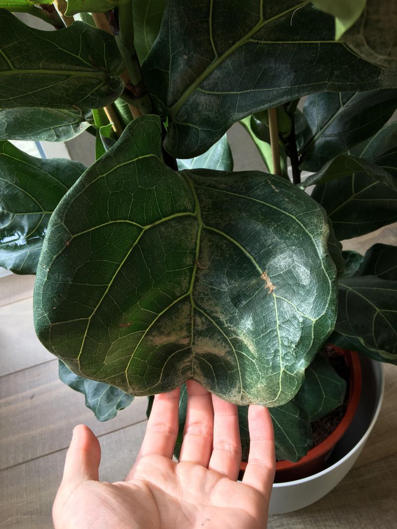 5. Maintain Proper Humidity Levels