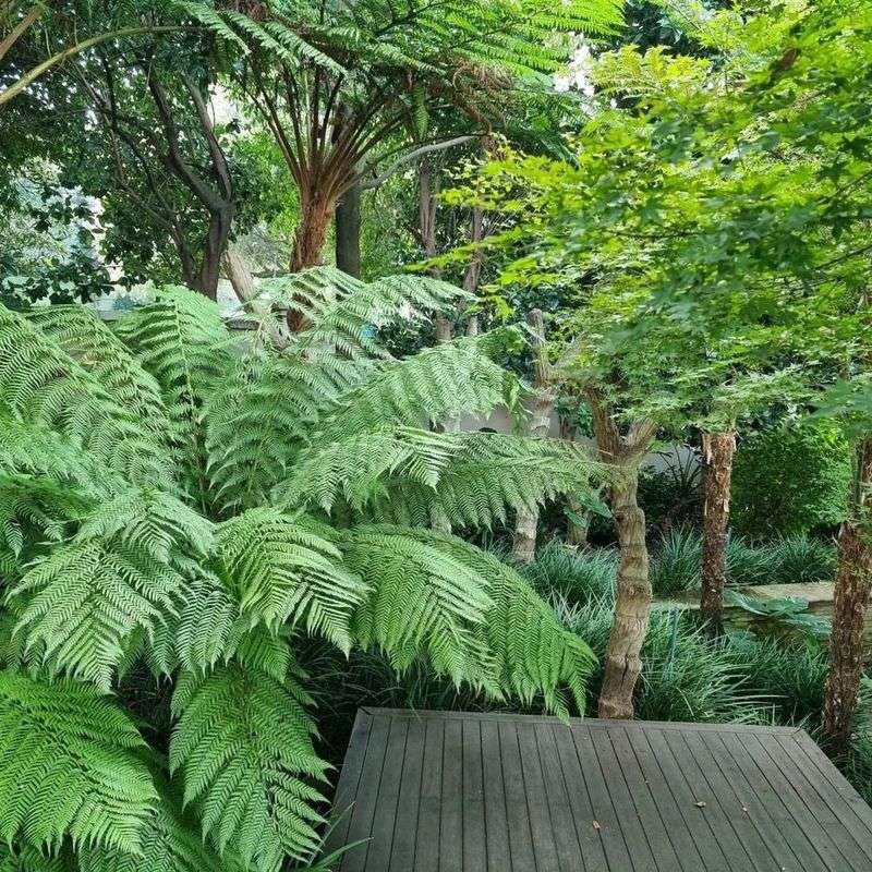 5. Ferns