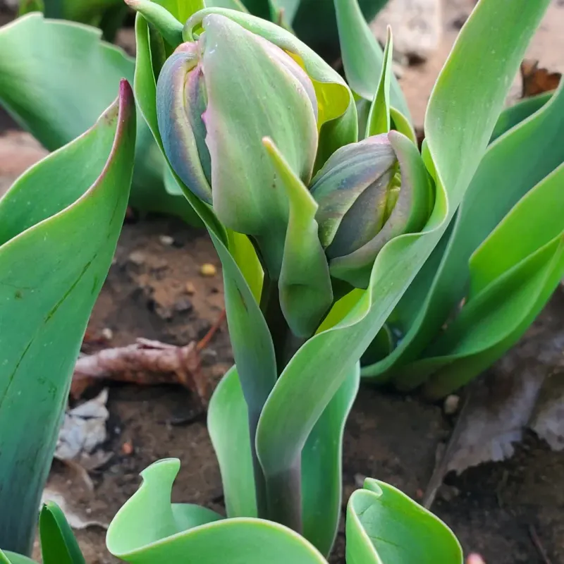 5. Leaving The Foliage Intact Is Critical