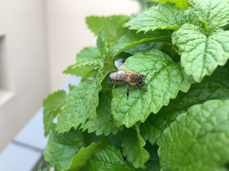 5. Attracts Friendly Pollinators To Your Yard