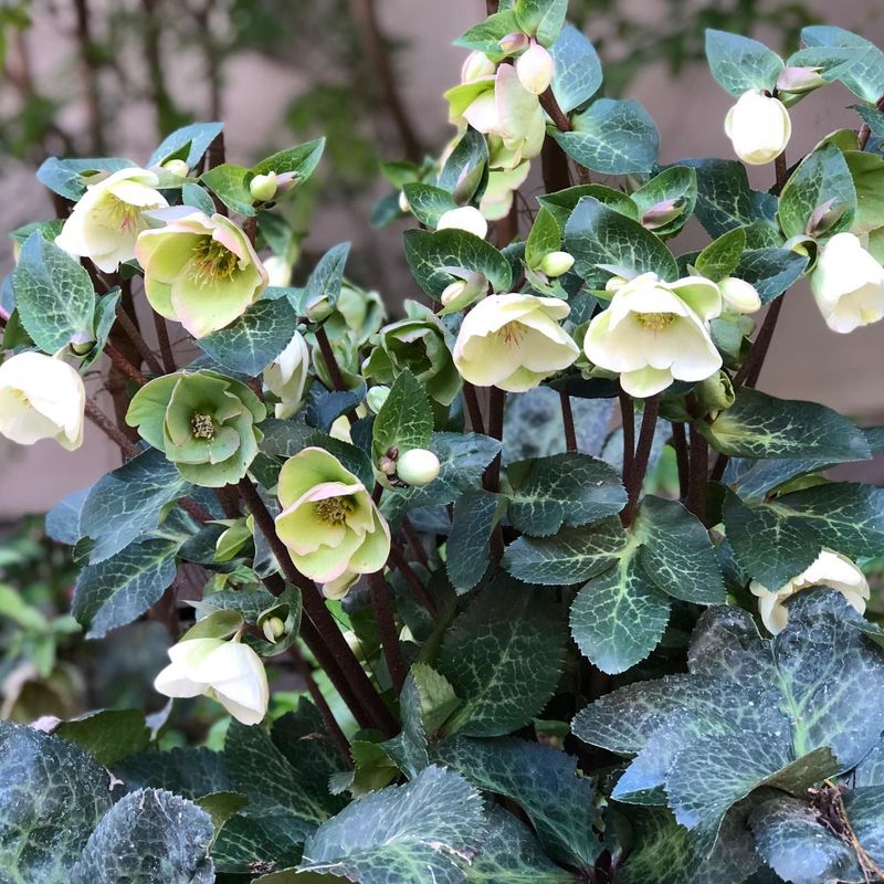 5. Hellebores