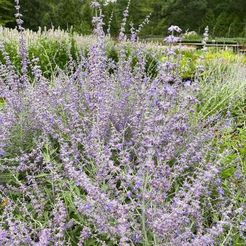 5. Russian Sage
