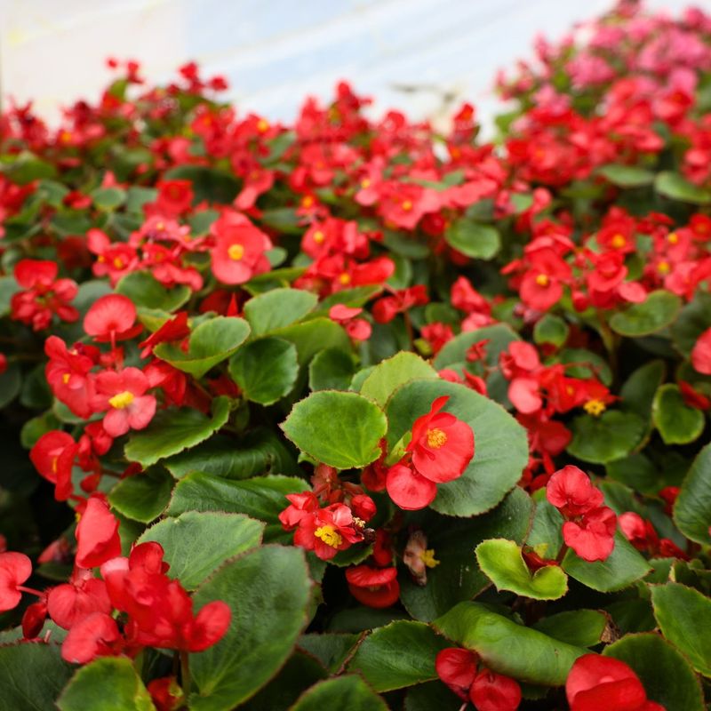 5. Begonias