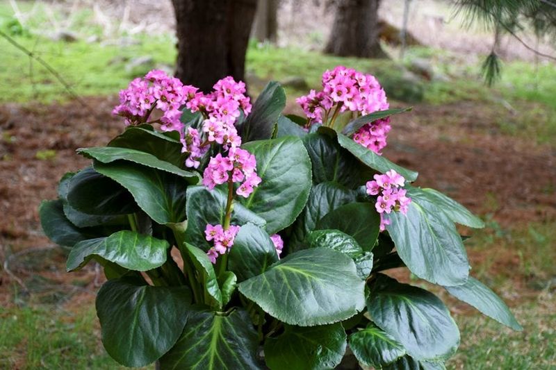 5. Bergenia