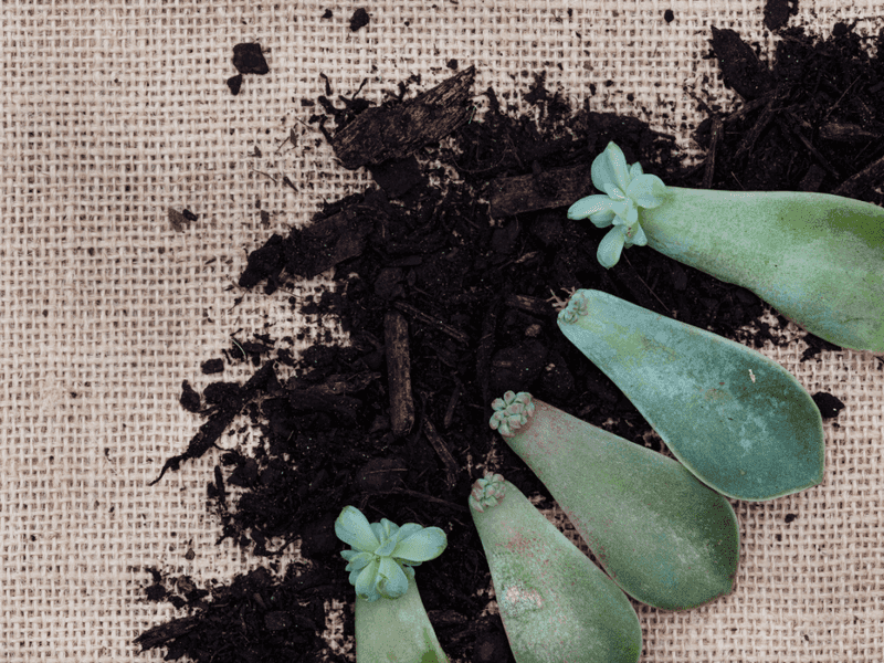 5. Mist Lightly But Don't Overwater