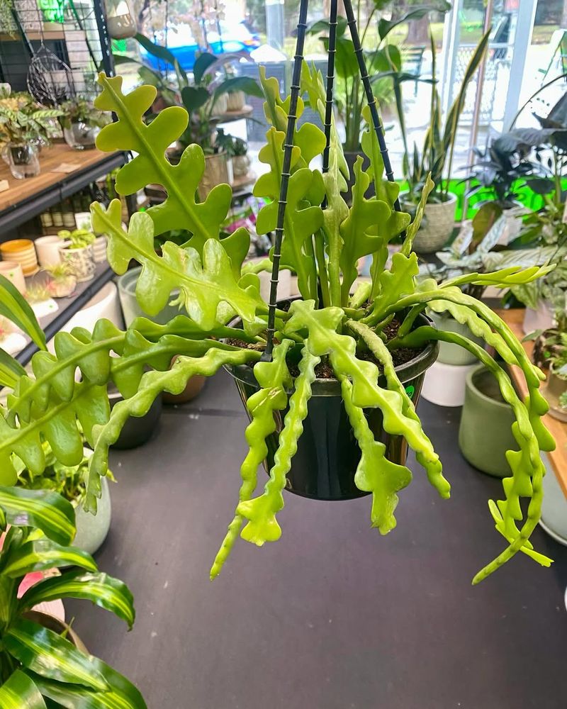 5. Use The Right Potting Mix