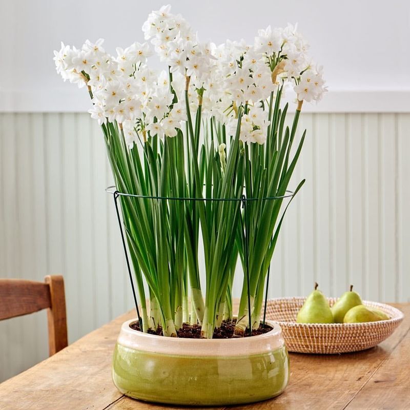 5. They Thrive In Low Winter Light