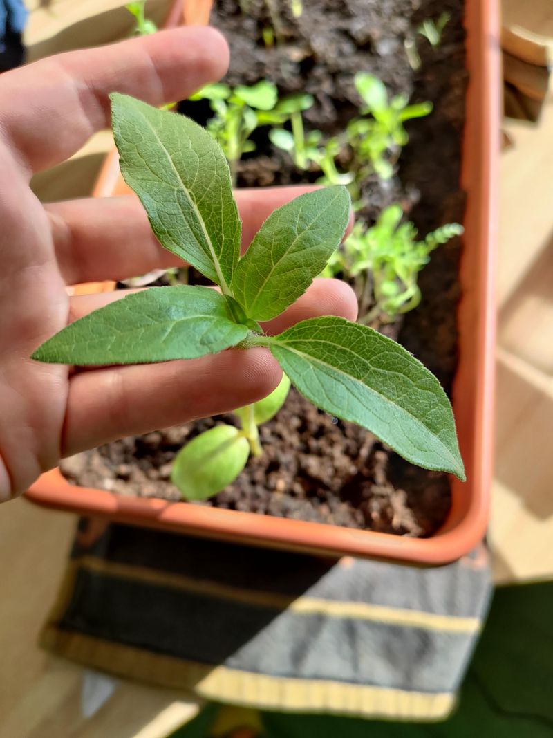 5. Provide Plenty Of Sunlight