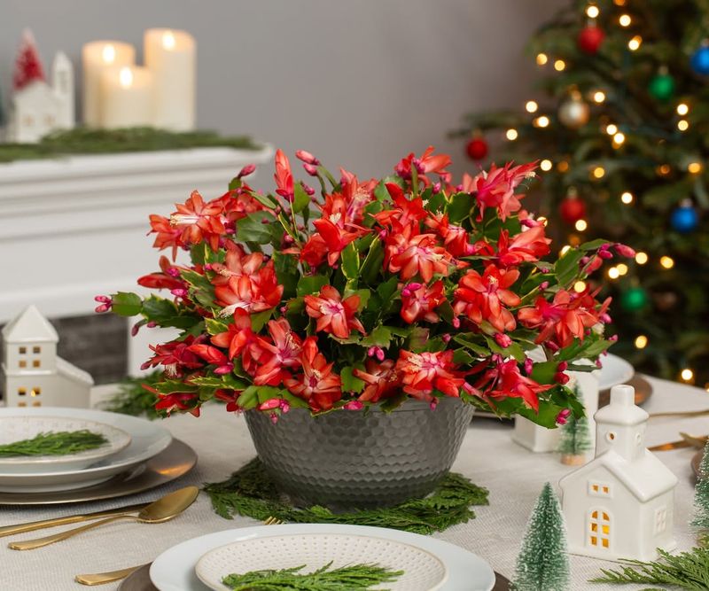 1. Christmas Cactus