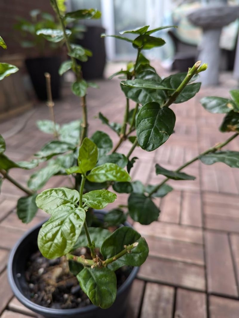 5. It Grows Well In Small Spaces