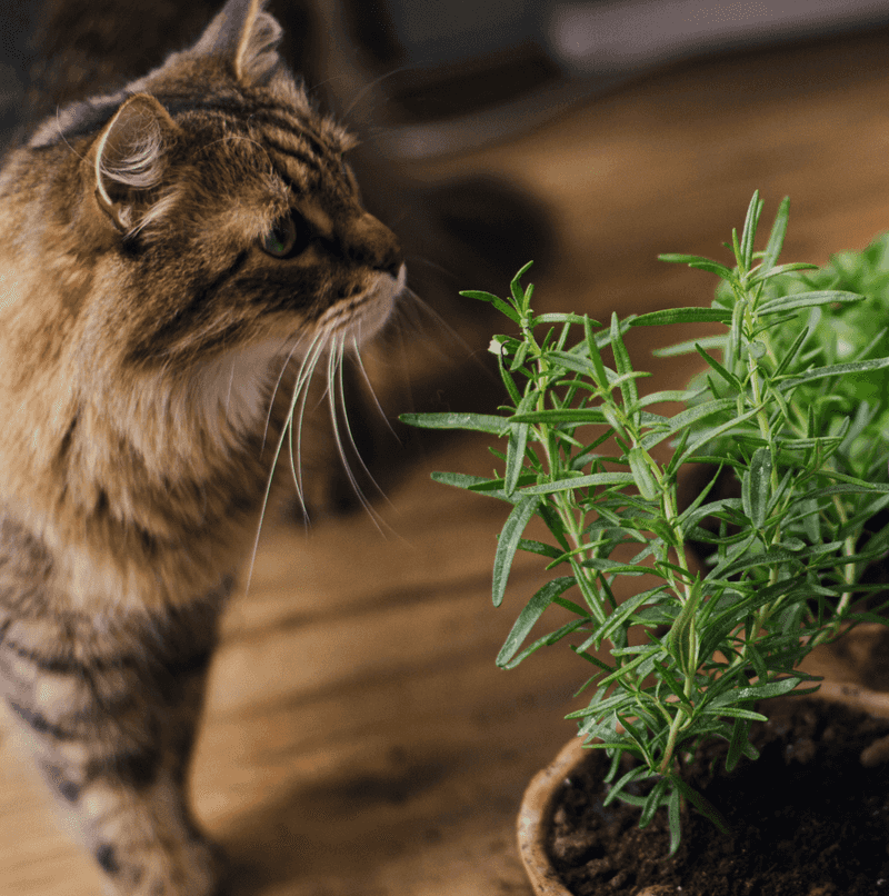 5. Bitter Taste Keeps Them Away