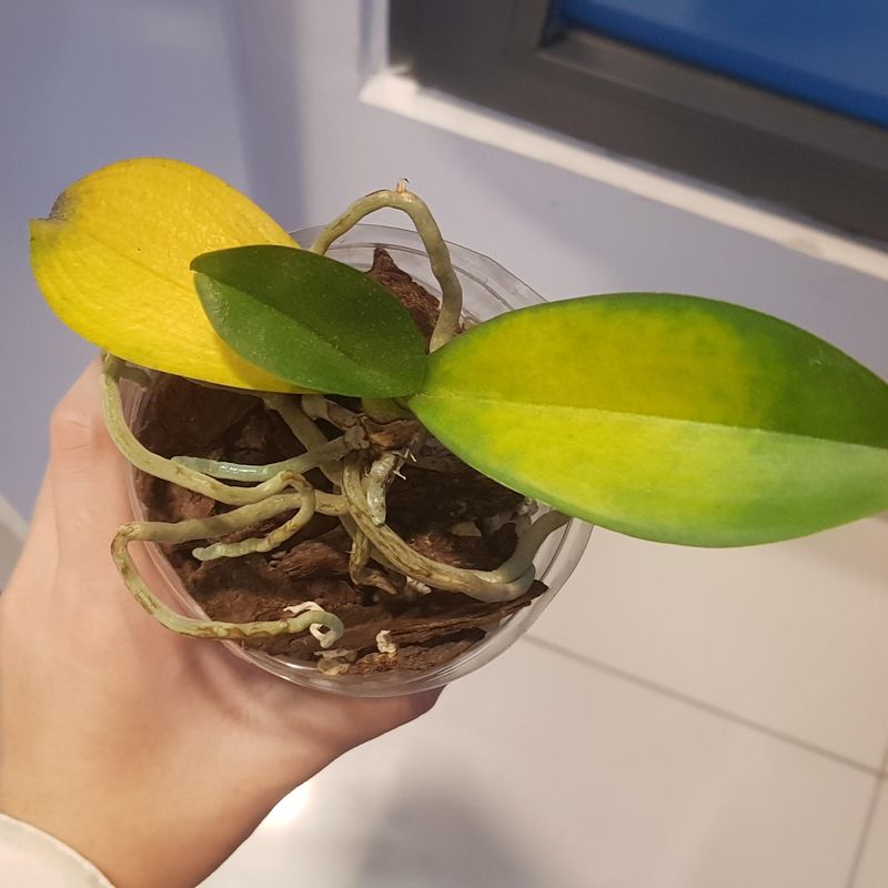 5. Leaves Are Yellowing And Dropping Off