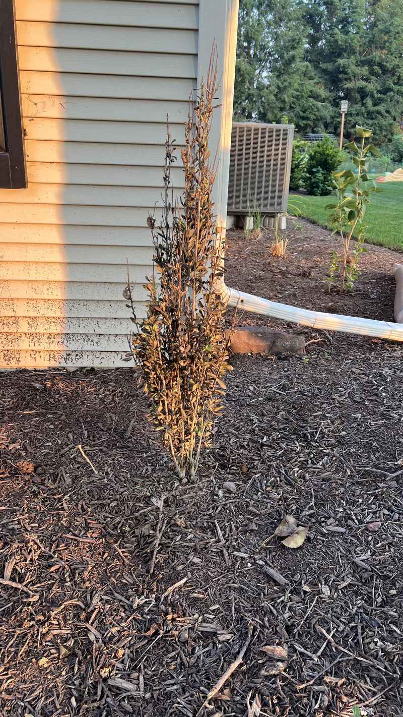 #6 Withered Plants Left Sitting In Beds