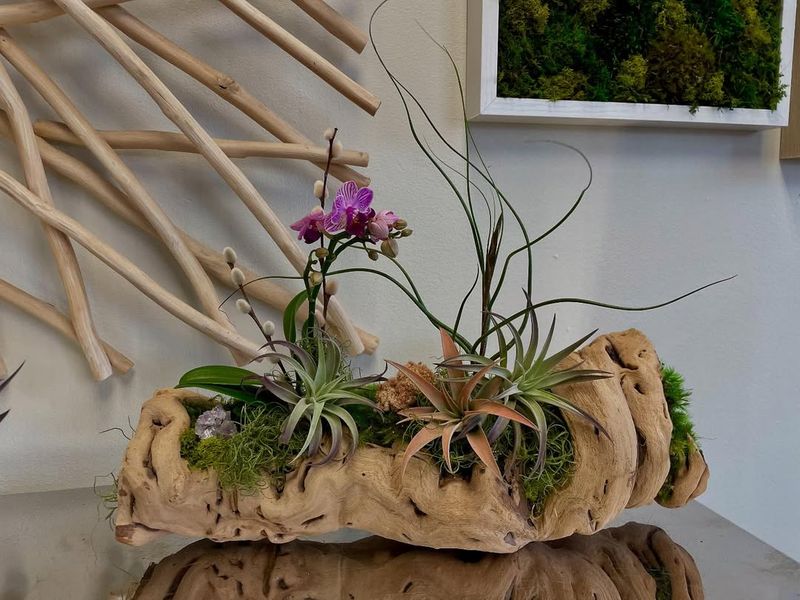 #6 Air Plant Displays On Driftwood