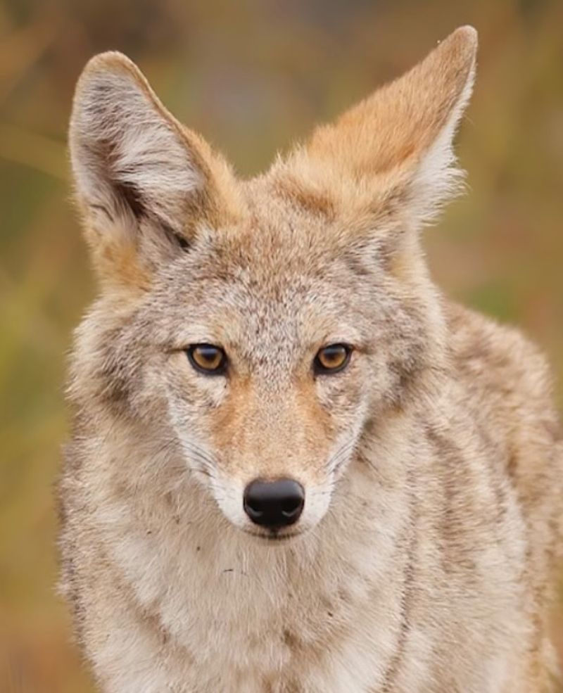 Make Yourself Look Big and Intimidating