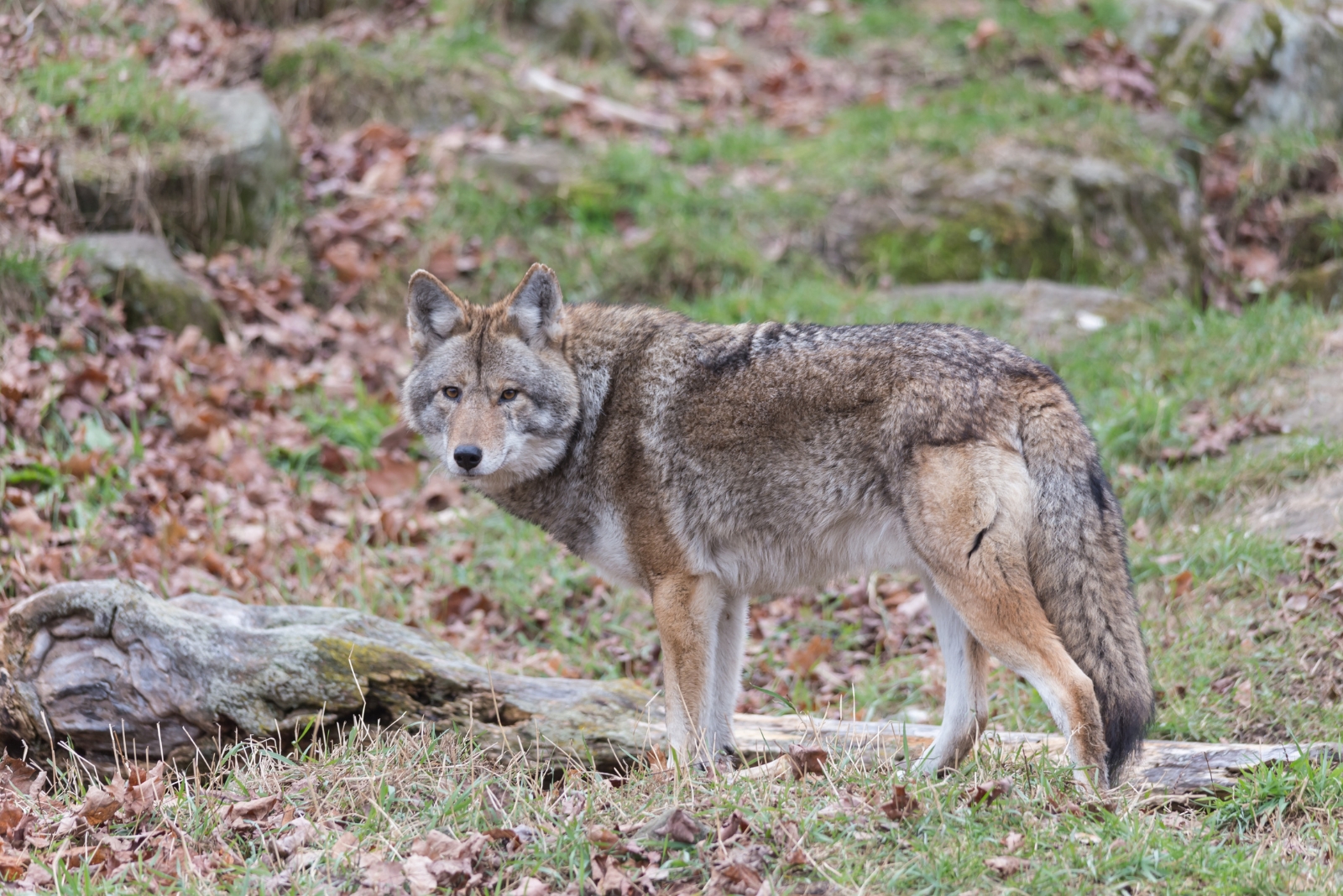 5 Things To Do If A Coyote Shows Up In Your Washington Yard (And 3 Things Not To Do)