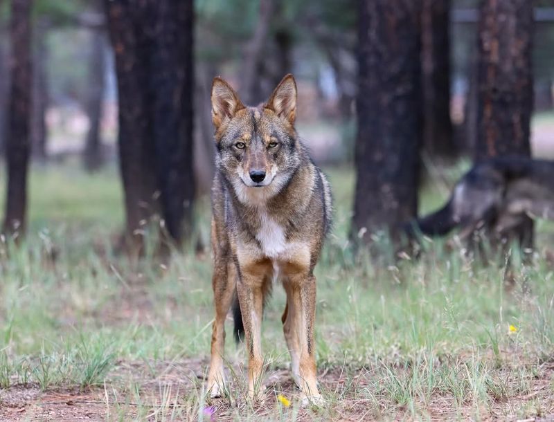 Make Yourself Look Big and Loud