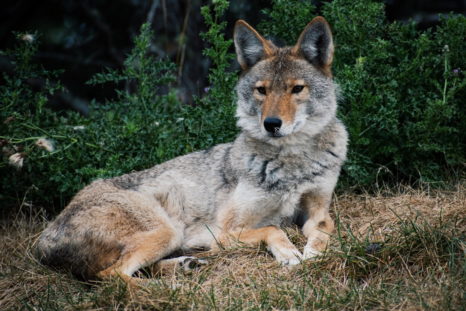 Coyote (featured image)